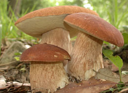 Загадки о грибах